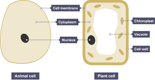 Ribosomes are only visible with an electron. Cells Tissues And Organs Mind Map