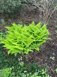 Image result for Microlepia