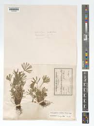 Image result for Actiniopteris radiata