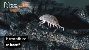 All isopods live in different countries, at different elevations and all together in different environments. Giant Isopods Curious Crustaceans On The Ocean Floor Natural History Museum