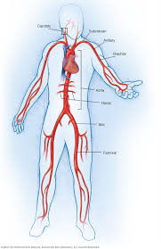 The four major blood vessels associated with the heart are the pulmonary artery, pulmonary vein, aorta, vena cava. Large Arteries Mayo Clinic