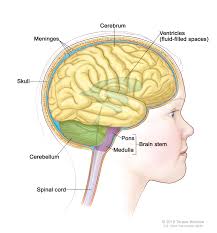 The tooth is held in location by a periodontal ligament, with the assistance of cementum. Childhood Brain And Spinal Cord Tumors Treatment Overview Mhealth Org