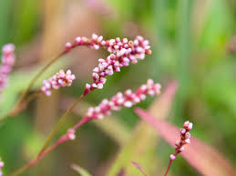 Image result for Persicaria madagascariensis