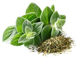 Basil leaf is a wonderful herb that has many uses in cooking and natural medicine. Substitute For Basil Cooknovel Com