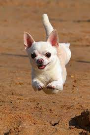 Chihuahua Flying Perros Chihuahua Perros Bonitos Perros Chiguagua