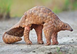 Gambar haiwan hidup dalam kumpulan rungon d. Https Www Usaidwildlifeasia Org Resources Reports Pangolin Id Guide Malay 20june Final Pdf