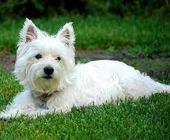 West Highland White Terrier Big Personality In A Small Package