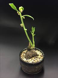 Image result for Monadenium discoideum
