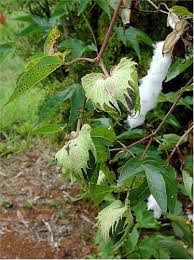 Image result for Gossypium barbadense