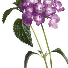 Image result for Lantana moldenkei