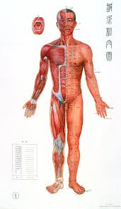 Traditional Chinese Acupuncture Chart 1