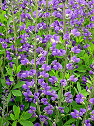Now it is your turn. Native Plants For Southern Gardens Hgtv