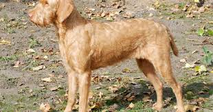 Image result for maďarský ohař drátosrstý