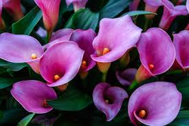 Calla lily bulbs are prized for their glowing flowers & colorful foliage and bring a taste of the tropics to the garden. Are Calla Lilies Annual Or Perennial Tips On Keeping Callas Year Round