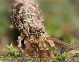 Image result for Tristemma leiocalyx