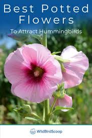 If your containers don't have adequate drainage holes to allow excess water to run off, place small rocks or pieces of broken clay flower pots in the bottom before adding potting. The Best Potted Flowers To Attract Hummingbirds How To Attract Hummingbirds Flowers That Attract Hummingbirds Flower Pots