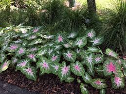 Hard-Working Hosta The Perennial Of The Year