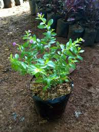 Jual tanaman bunga hias terlengkap, aman & terpercaya, cocok untuk indoor & outdor tersedia berbagai jenis tanaman hias seperti aglaonema, calathea, philodendron, anthurium, calladium, alocasia, begonia, dan berbagai jenis tanaman lainnya. Jual Tanaman Hias Taman Tanaman Bunga Taiwan Konstruksi Dan Taman 805609287