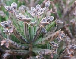 The mother plant life cycle. Mother Of Thousands Or Mother Of Millions Succulent Plant Care