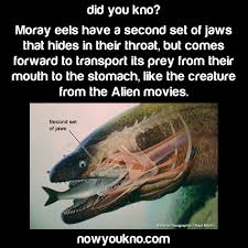 I am referring to the retractable second set of jaws in the moray eel. Moray Eels Jaws Are Freaky Nowyoukno
