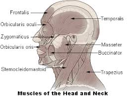 In radiology, the 'head and neck' refers to all the anatomical structures in this region excluding the central nervous system, that is, the brain and spinal cord and their associated vascular structures and encasing. Head Neck Muscles Muscle Groups Muscle Tissue Anatomy Tissues Wellness Advocate Com