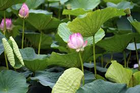 Canna 'phasion', pictured, has stunning leaves in stripes of green, purple, orange and pink, plus orange flowers. Lotus Flowers Among Large Green Leaves 2275719 Stock Photo At Vecteezy