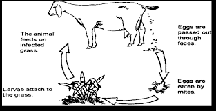 Image result for Elephantorrhiza goetzei