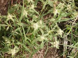 Gomphrena Martiana Yuyo Blanco Nativos Blanco