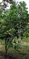 Image result for Coffea sp. A