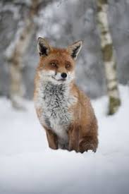 Helen benians, timothy revell and. 32 Chris Packham Ideas Chris Andy Gotts Real T Rex