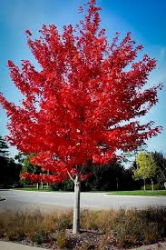 Saccharinum).the freeman maple cultivars commonly sold in commerce today reportedly combine some of the best features of both parents, namely, solid structure, attractive form and showy fall color (from red maple) and adaptability and rapid growth (from silver. Autumn Flame Red Maple Red Maple Tree Autumn Blaze Maple Red Maple Tree Landscaping
