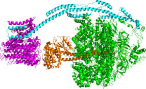 The overall reaction catalyzed by atp synthase is: Atp Synthase Wikipedia