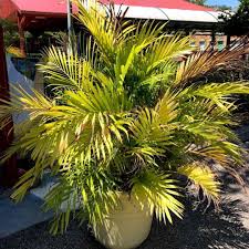 They usually live in large. Cataractarum Palm Care Tips