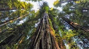 Check spelling or type a new query. Looking Up At Redwood Trees 4k Ultra Hd Wallpaper Background Image 3840x2160