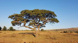 Image result for Burkea africana