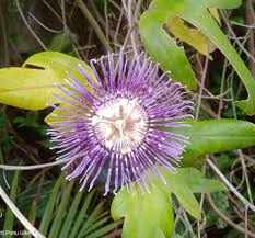 Image result for Indigofera ischnoclada