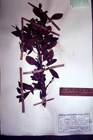 Image result for Pteleopsis