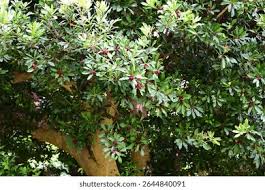 Image result for Myricaceae