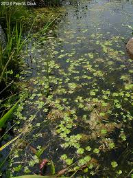 Image result for Marsilea vera