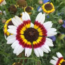 Image result for Glebionis carinata `German Flag`