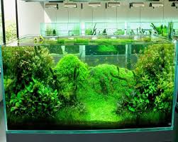This Would Be Great With Some Algae Bottom Feeders Nature Aquarium Aquascape Design Aquascape