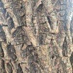 Image result for Manilkara mochisia