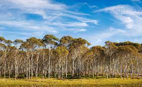 Understory plants also have to survive low light. Eucalyptus Description Major Species Uses Britannica