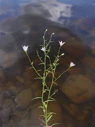 Image result for Campanulaceae