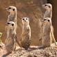 the Fharmacy presents: Smokin' Meerkats event image