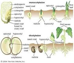Monocots Dicots Biology Plants Horticulture Education Plant Science
