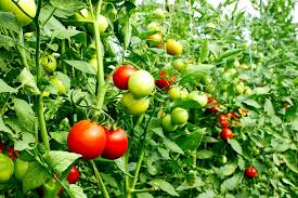 Find & download the most popular vegetables vectors on freepik free for commercial use high quality images made for creative projects. When How To Fertilize Garden Plants 5 Big Secrets To Success Garden Fertilizer Fertilizer Vegetable Garden Fertilizer