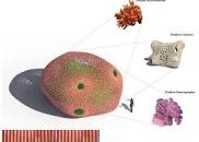 Resultado de imagen para "la mejor receta de Ferran Adria"