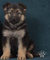 Black And Tan German Shepherd Puppies For Sale Near Me Meet Hawkeye He Is A Sharp Male Black And Tan German Shepherd Besides Love And Admiration Ha German Shepherd Puppies Shepherd Puppies German Shepard Puppies