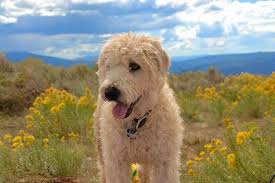 Maybe you would like to learn more about one of these? Whoodle Ist Der Lebhafte Wheaten Terrier Pudelmix Fur Sie Perfekte Hunderassen Rassen